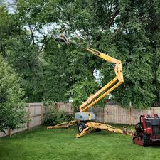 Best Tree Risk Assessment  in Foresthill, CA